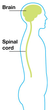Brain connected to spinal cord