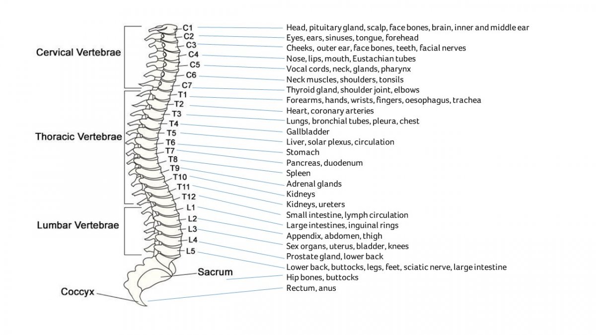 Spine nerves and their functions