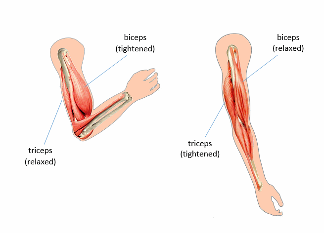 Muscle Spasms In Arm 113
